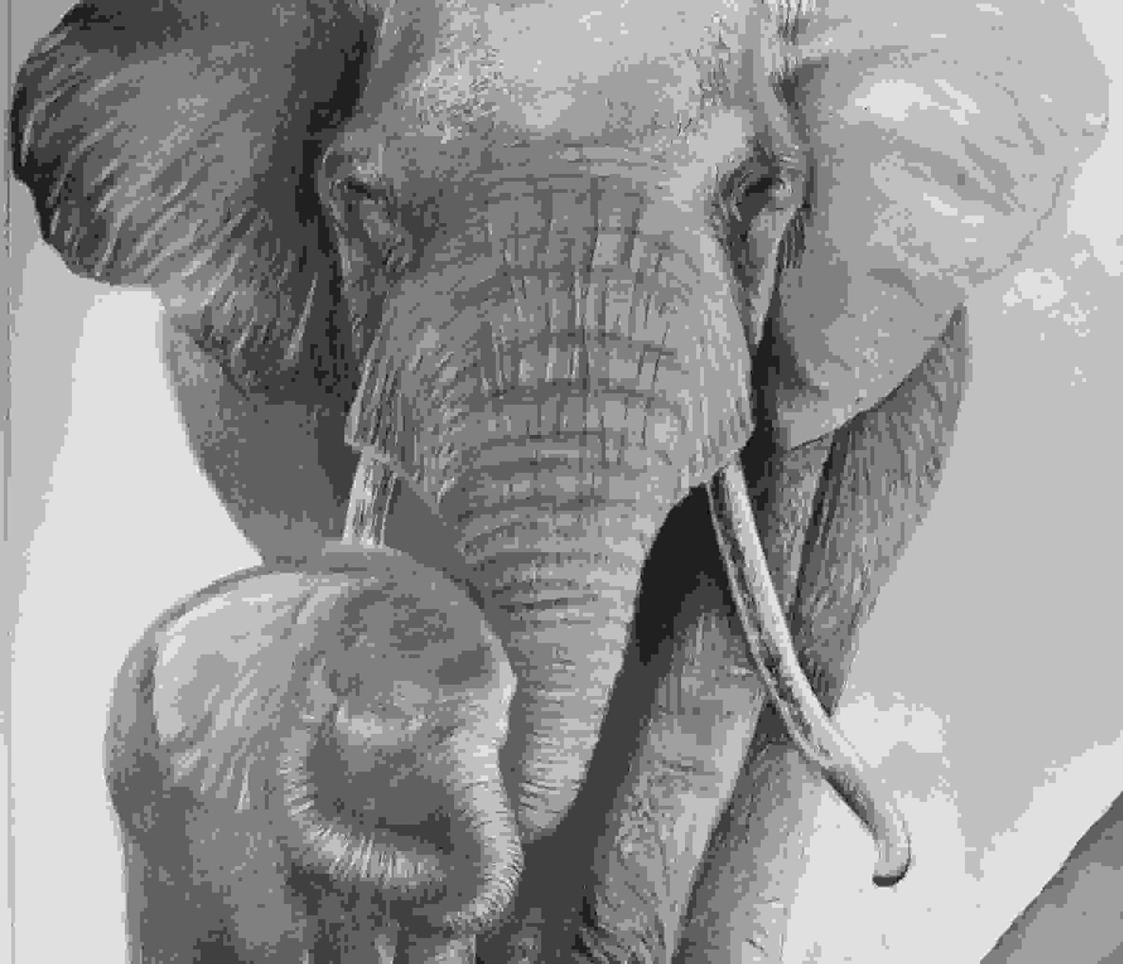 Pencil Sketch For Sell 2500 45