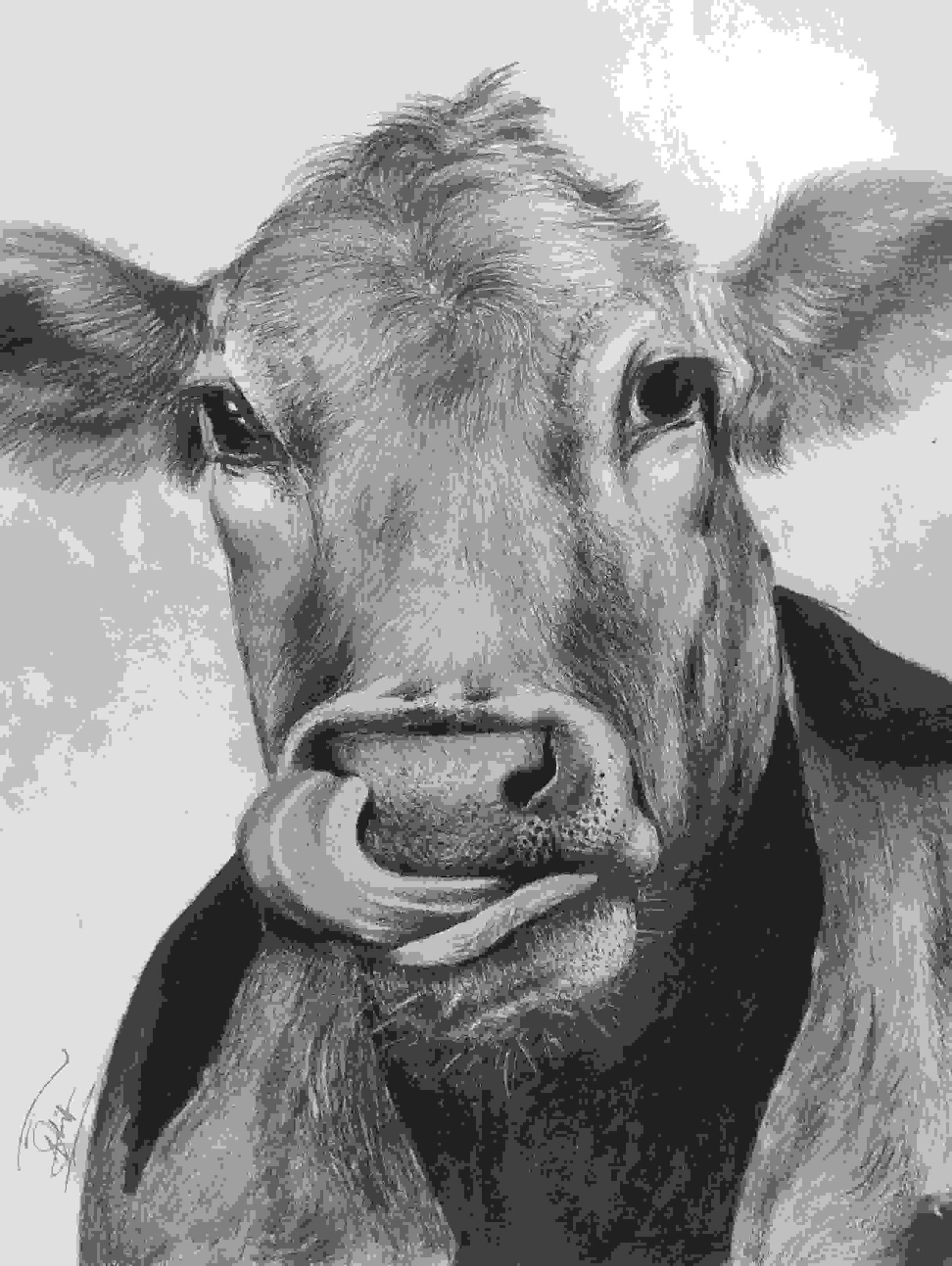 Cow Face Drawing With Ever Art Cow Drawing GranNino