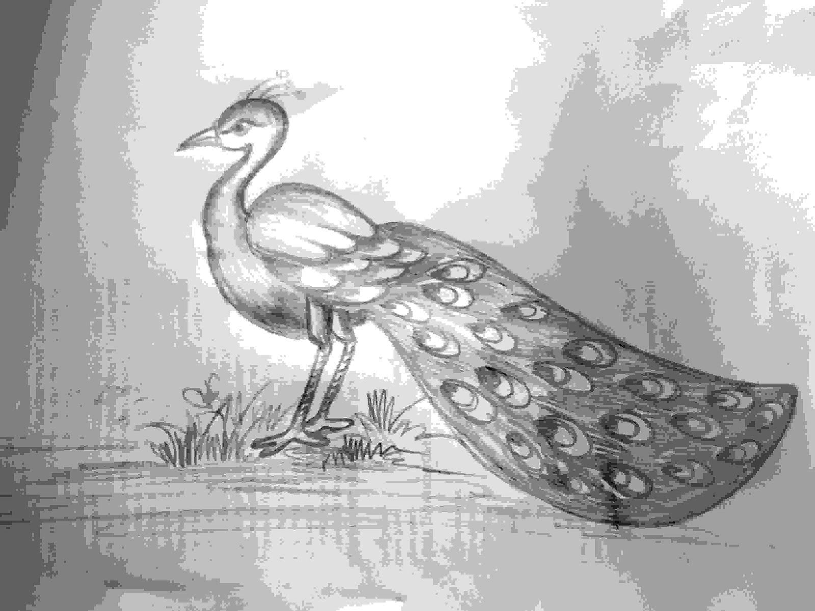 Pencil Sketch Art Of Peacocks - Desi Painters