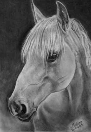 Graphite And Charcoal Pencil Sketch Of Horse