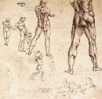 Anatomical Study