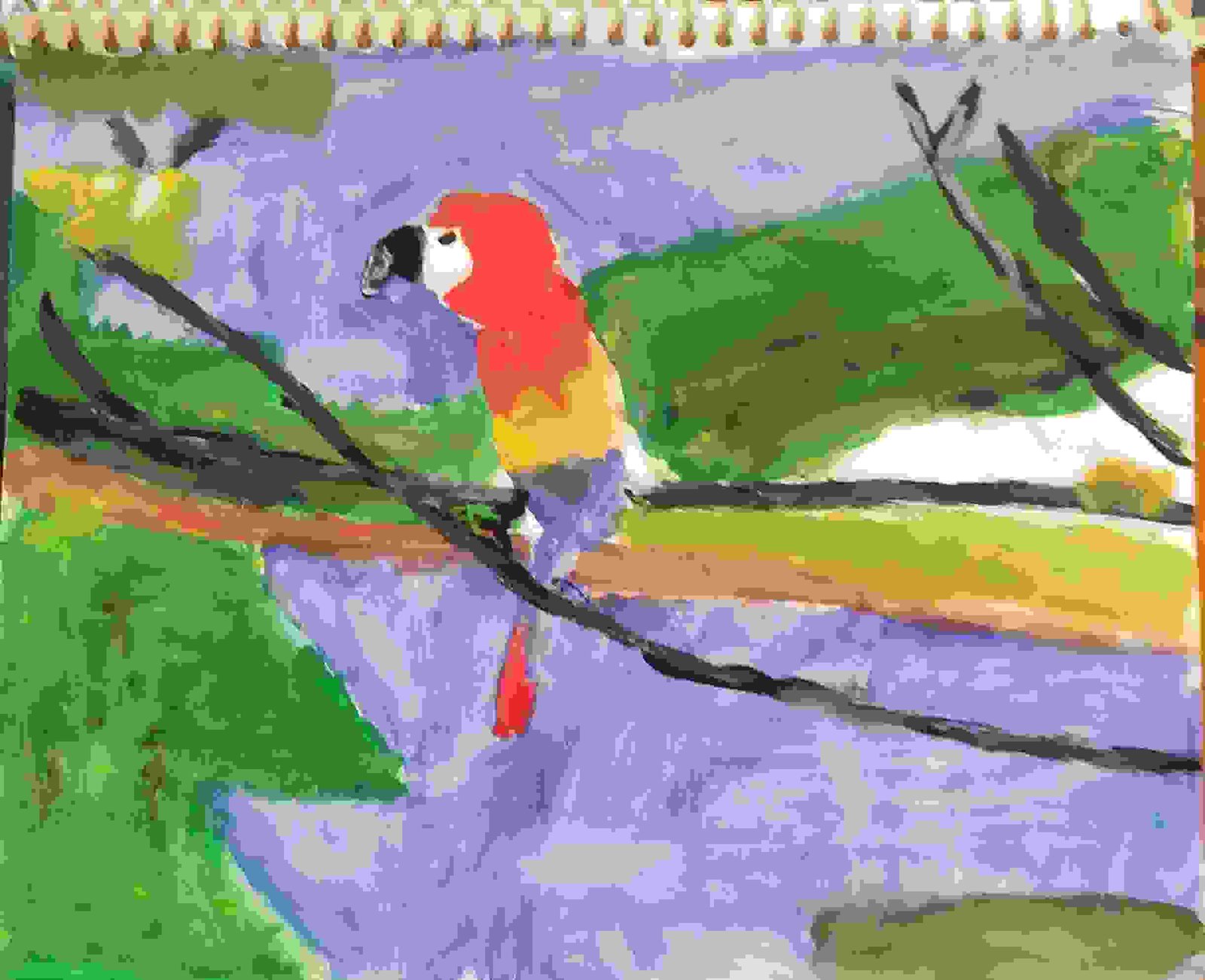 Colourful Parrots Are Always Beautiful The Loveliest Bird I Like Is Pa