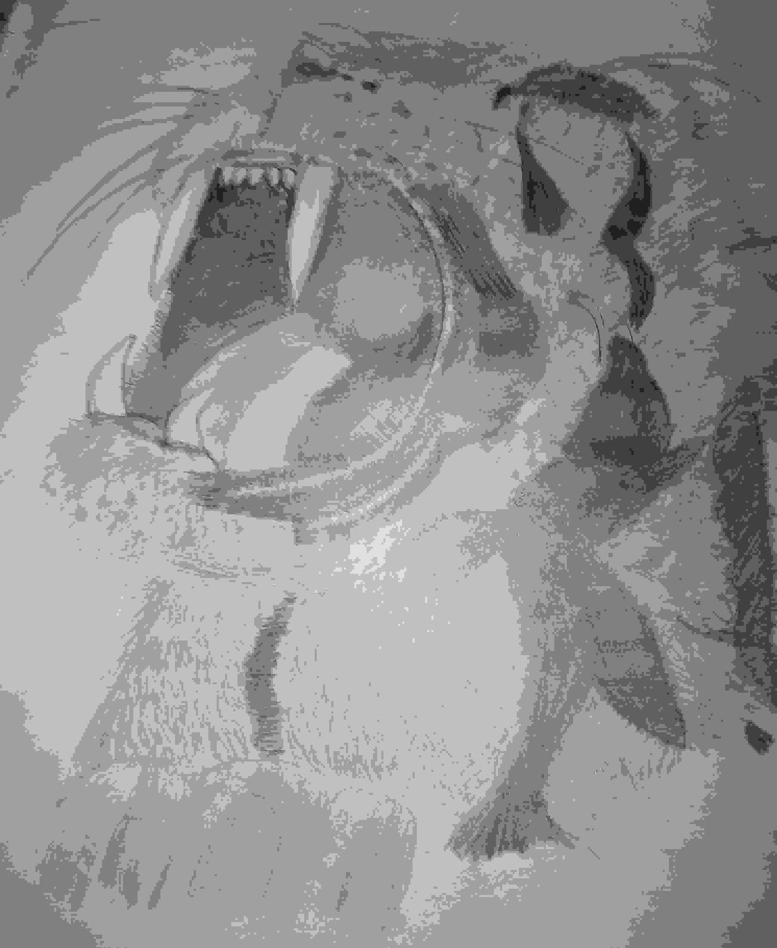 Painting Of Sabertooth Tiger In Sketchdrawing Or No Color Si