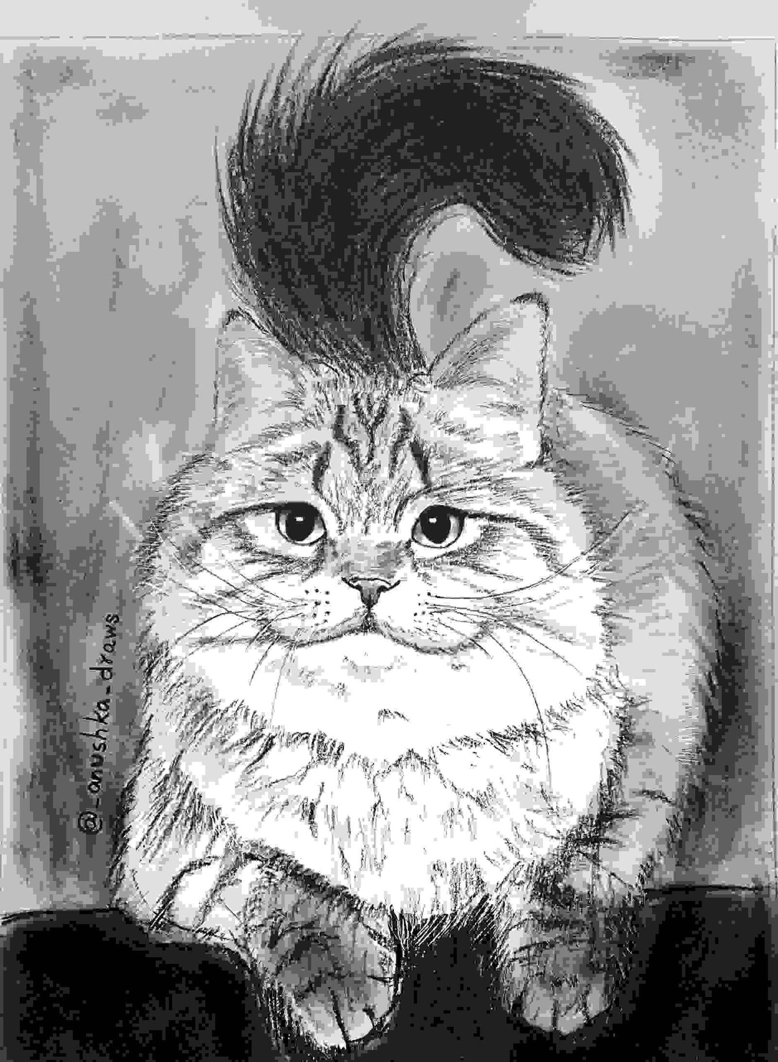 Painting Of Realistic Cat Portrait In Charcoal Pencil Size