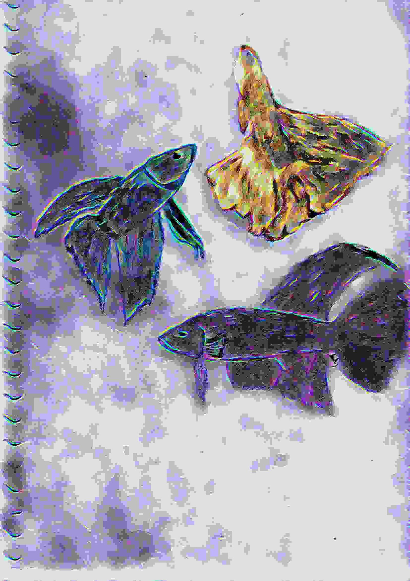Painting Of Fighting Fish In Drawn And Digitally Rendered
