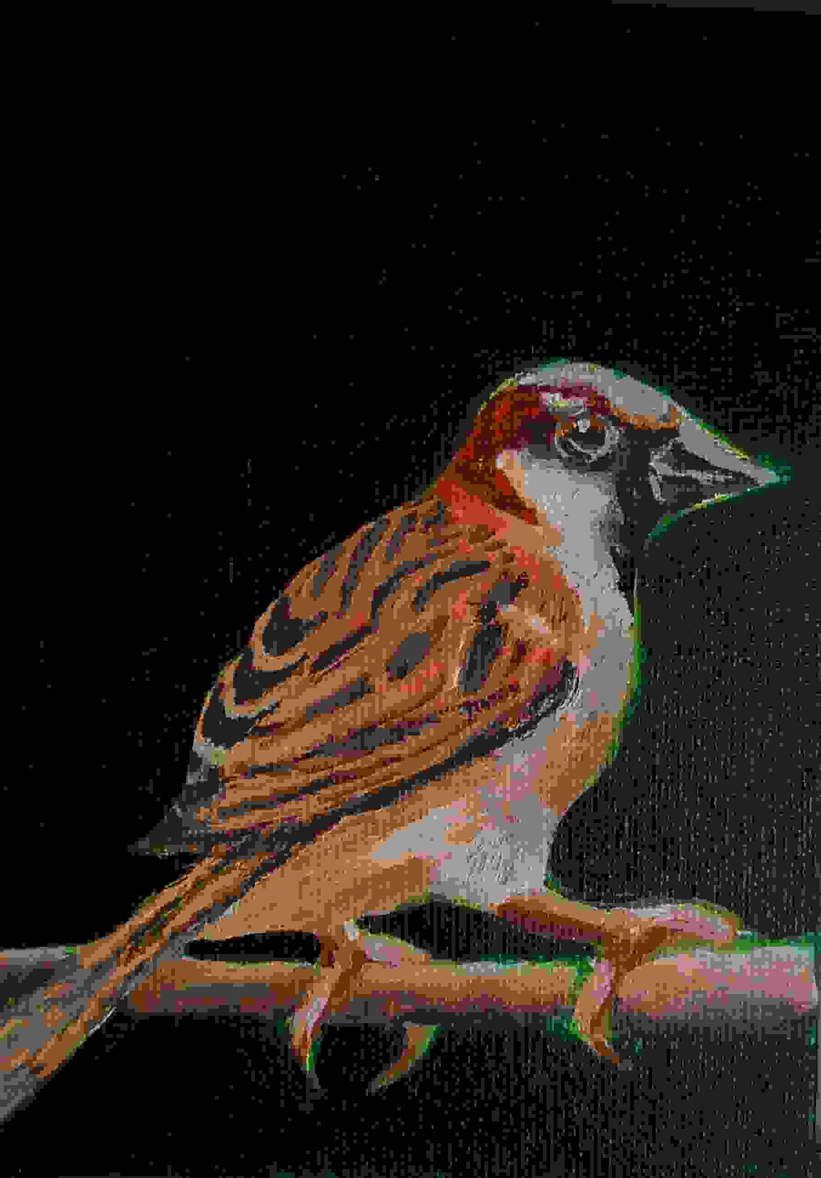 Painting Of Sparrow Canvas Painting By Hm Art Gallery In Canvas Board 