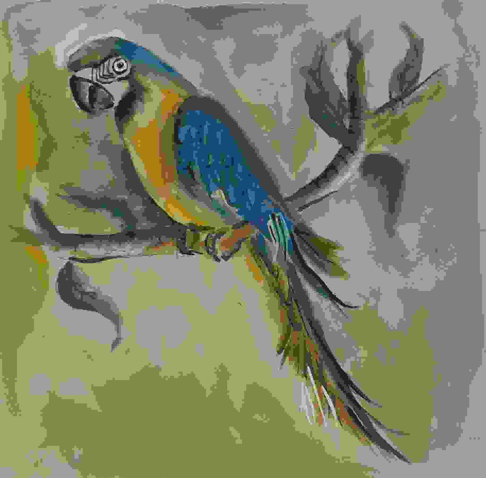 Parrot coloured pencil 8x11” : r/Art