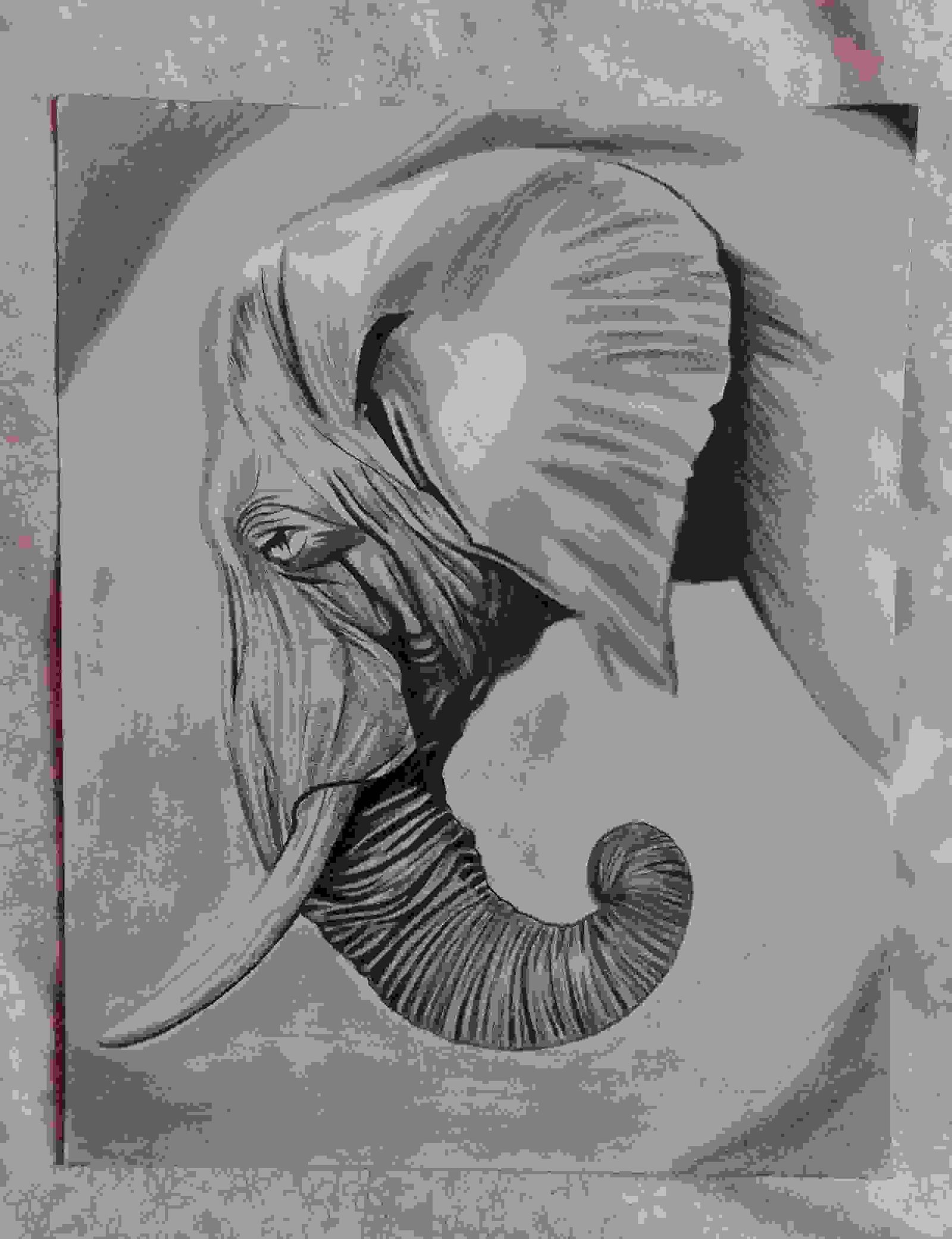 Elephant, pencil sketch, Norman Green