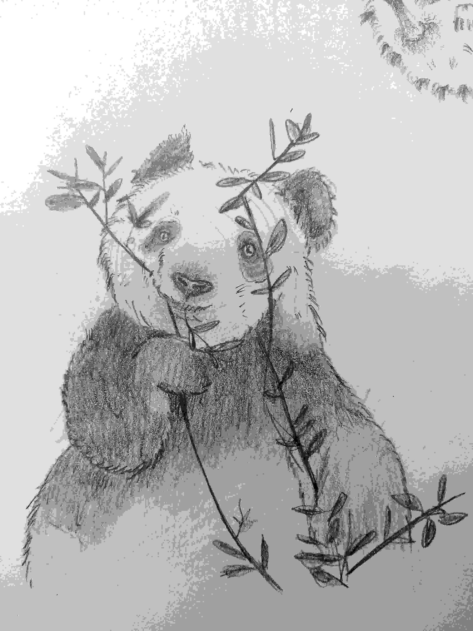 Here Is The Sketch Of Panda Which I Drew Using Reference