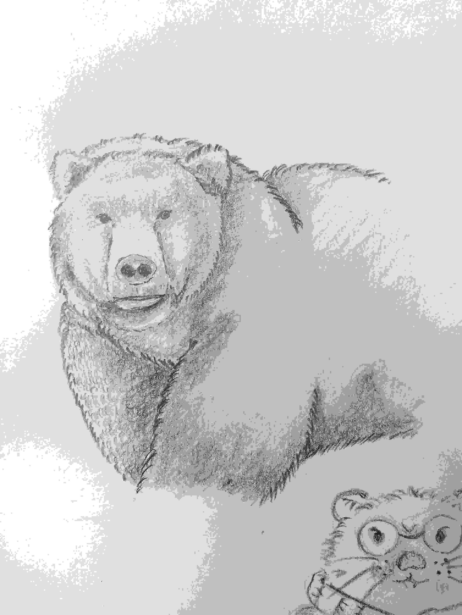 Another Wild Animal Pencil Sketch Bear Pencil Sketch Drawing