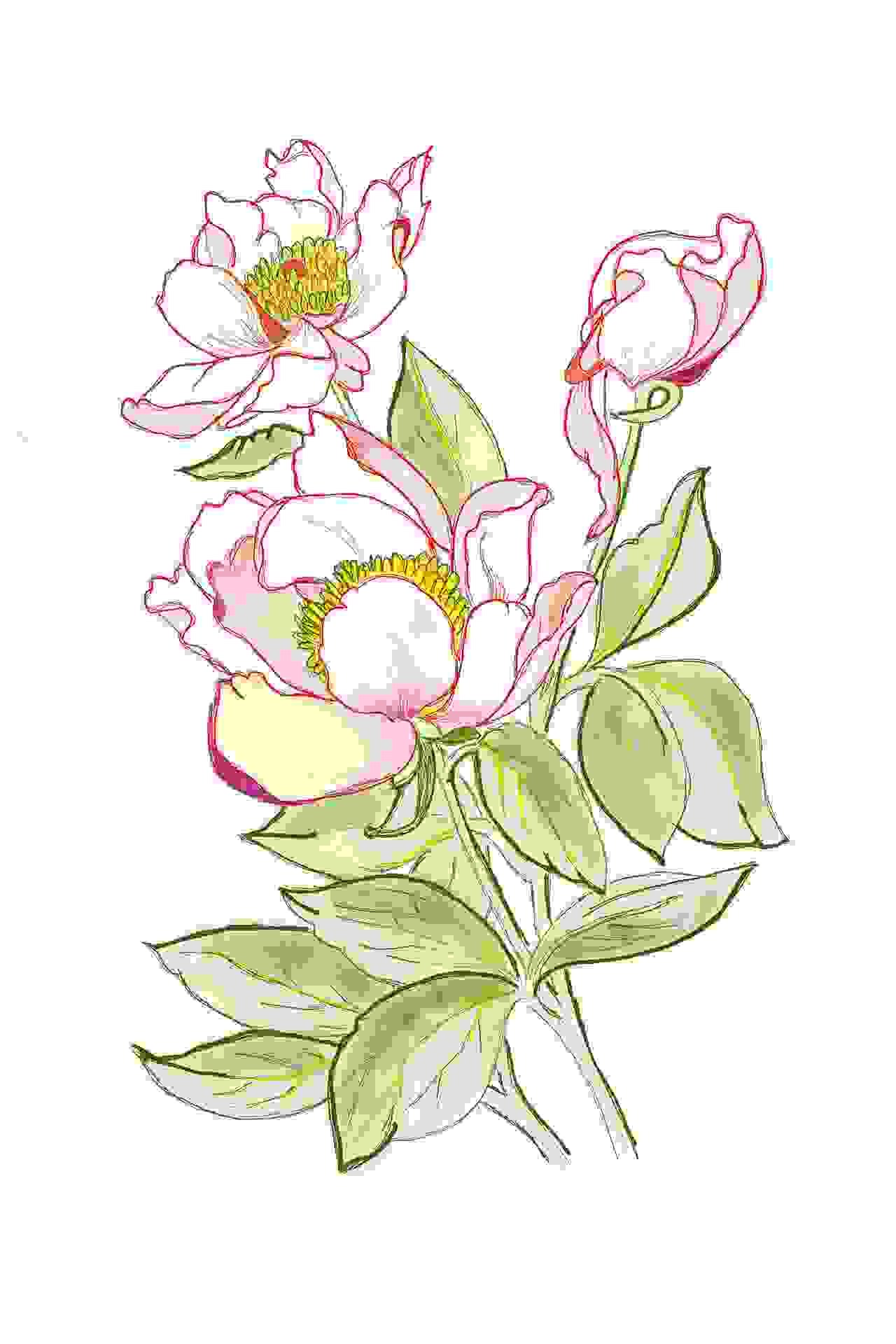 Painting Of Hellebore Christmas Drawing In Painting Size