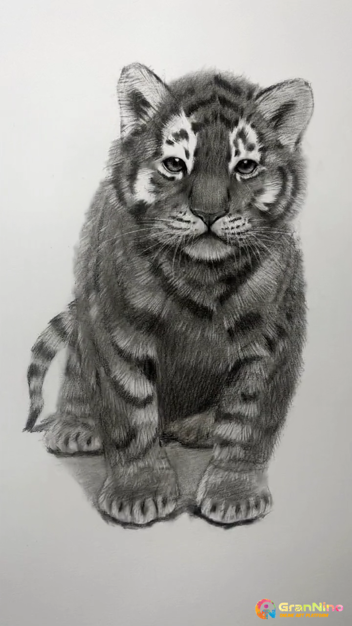 pencil drawings of baby tigers