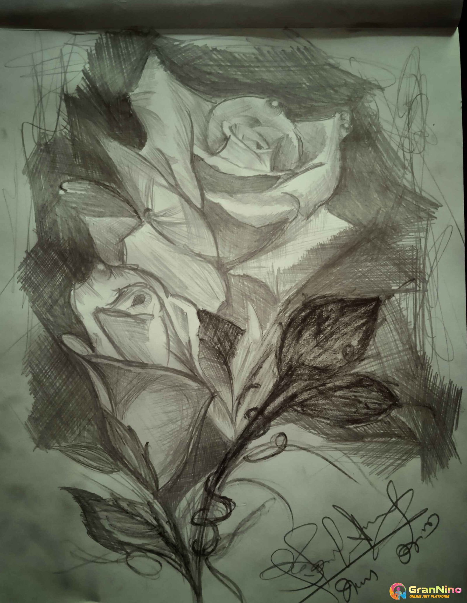 Rose. Pencil Sketch Free Stock Photo - Public Domain Pictures