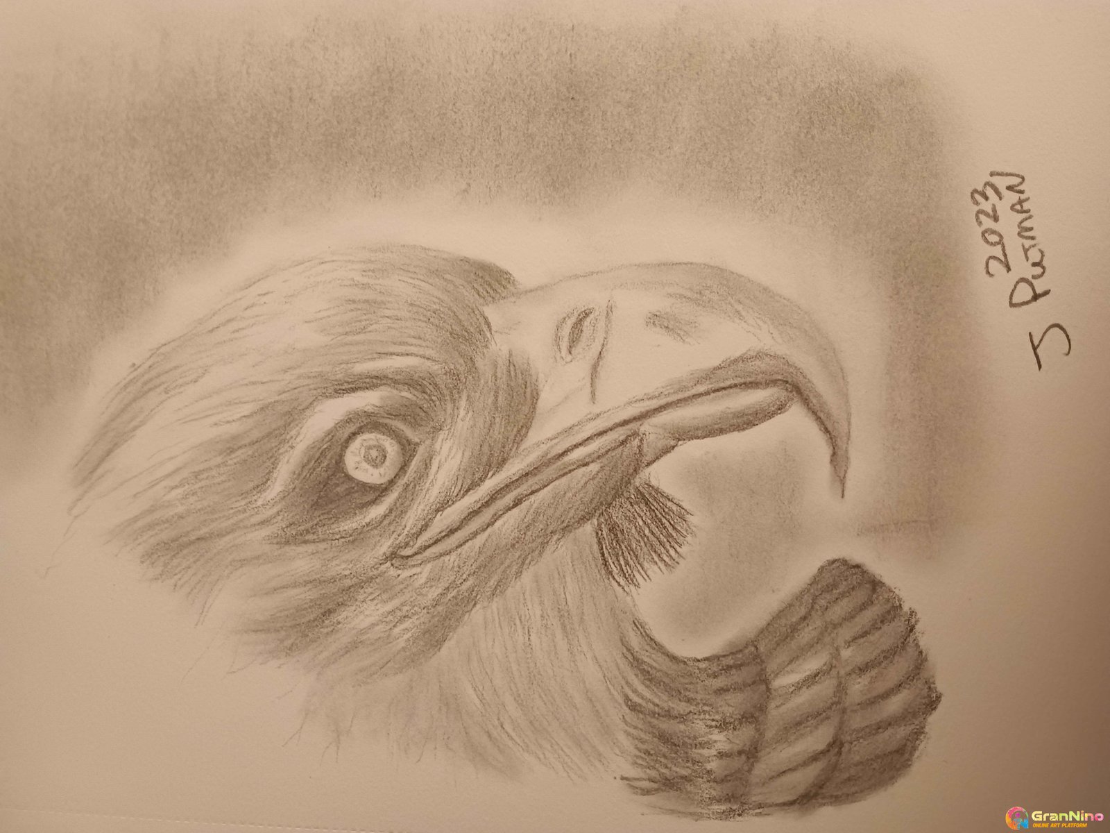 Painting Of Eagle In Graphite Pencils On Paper Size 14x216