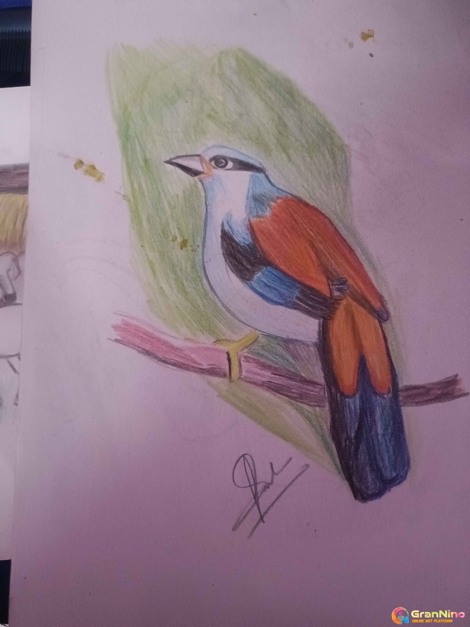 How to draw a realistic bird with colour pencils  Drawing kingfisher   YouTube